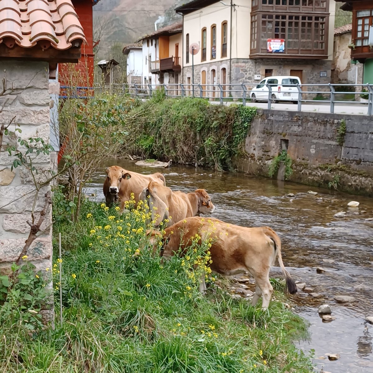 JavierBarrado1's tweet photo. Hola, amigos:
Saludos desde La Riera, Somiedo.
#LaRiera #Somiedo #Asturias https://t.co/9CoasNTgF5