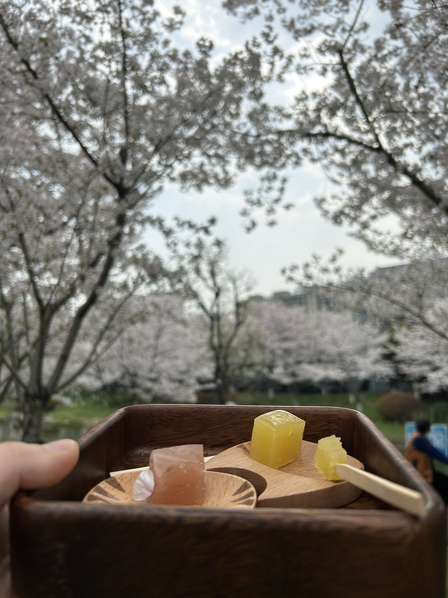 ___Phyllis___'s tweet image. 花見