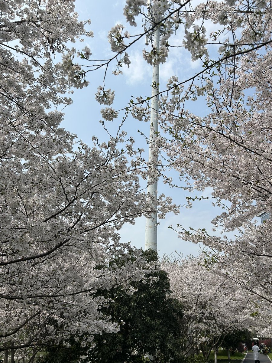 ___Phyllis___'s tweet image. 花見