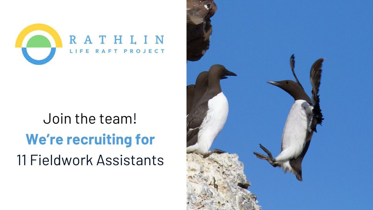 Looking for a #conservationjob? We're recruiting for 11 new members of the team, including one to work on #SeabirdMonitoring! With food and accommodation covered, this is an amazing chance to live and work on #Rathlin @WomenSeabirdSci @TheSeabirdGroup buff.ly/3Vz13un