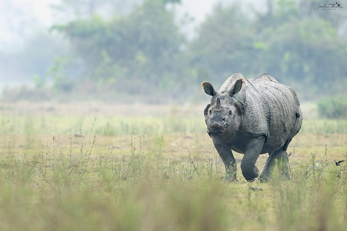 Rhino. Kaziranga. @NikonIndia #kaziranga #nature #wildlifephotography