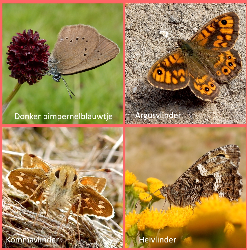 #HeftigNieuws, maar voor onze meetnettellers geen verrassing: 2023 was het slechtste vlinderjaar sinds het begin van de tellingen 30 jaar geleden. 26 van de 51 soorten ging achteruit. Vooral vlinders van de heide en van graslanden hebben het moeilijk. vlinderstichting.nl/actueel/nieuws…