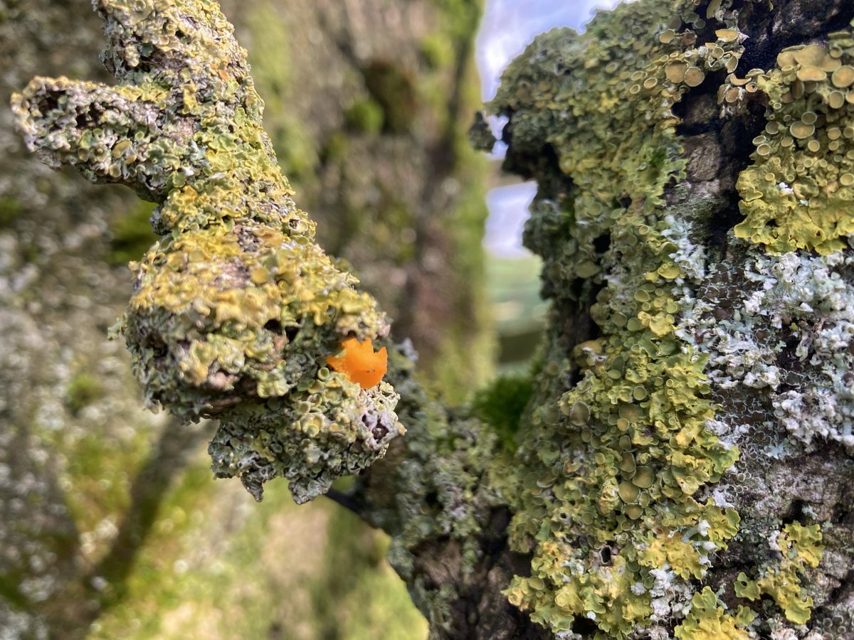 The beauty of Lichen #WildWednesday