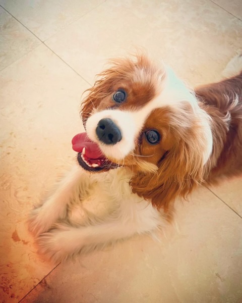 indiebookpromos's tweet image. via Scott MacDonald  @scottmacnotes 

Get my latest book release, MY FRIEND CHARLIE 🐶 geni.us/MyFriendCharlie

My Friend Charlie is a picture and cartoon book for young readers and dog lovers. Cartoons are drawn by well-known cartoonist Marty Bucella. 

#ChildrensBooks #Books