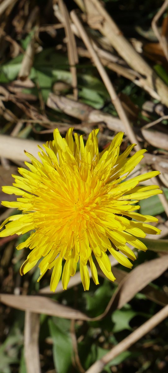 The green leaves that spread out at the base of dandelions 🌼 were once believed to resemble the teeth of a lion and this is the origin of the name Dent de Lion. This tough & wonderful little flower can grow just about anywhere. Which is a fantastic thing as their benefit to