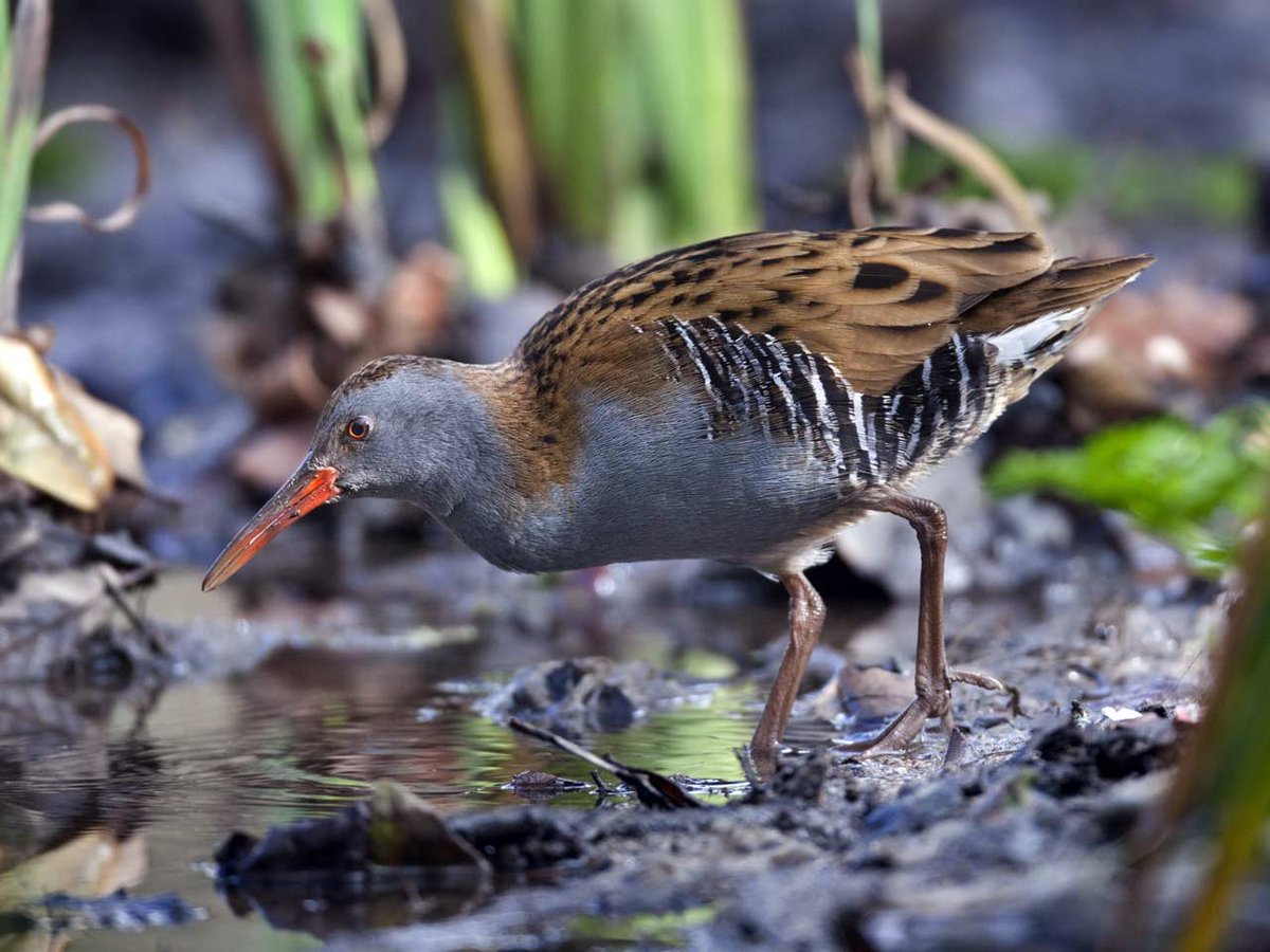 A quirk of birdwatching.
The Water Rail is a rare bird to spot. There are walks planned to try and see one.
One day I was in a crowded car park in Aldeburgh, Suffolk, and went to look over the tiny river on a little bridge.
And one walked out of the reeds right in front of me..