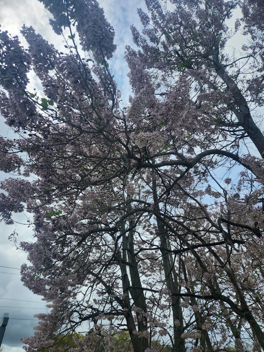 Algae4Gas's tweet photo. Mature South Carolina Paulownia Trees in Full Bloom.
https://t.co/0FVBm8bKwK
#furniture #furnituredesign #sustainability #balsa #cedar #chinesecedar #paulownia #paulowniatree #paulowniawood #paulowniatimber #kiri #kiriwood #kirilumber #kiritree #empresstree #paulowniaveneer https://t.co/TB35UEO3bh