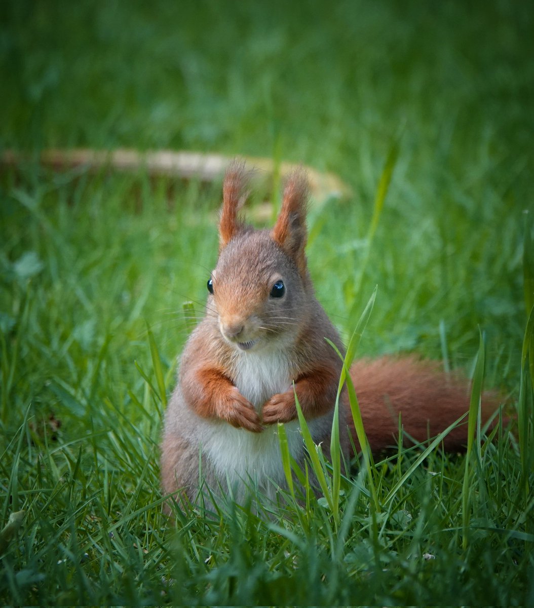 Een blij eekhoorntje in de tuin vanochtend! Daar word ik ook blij van! 🐿😃🌿🤎 Fijne dag!🙋‍♀️ #tuintweet #squirrel
