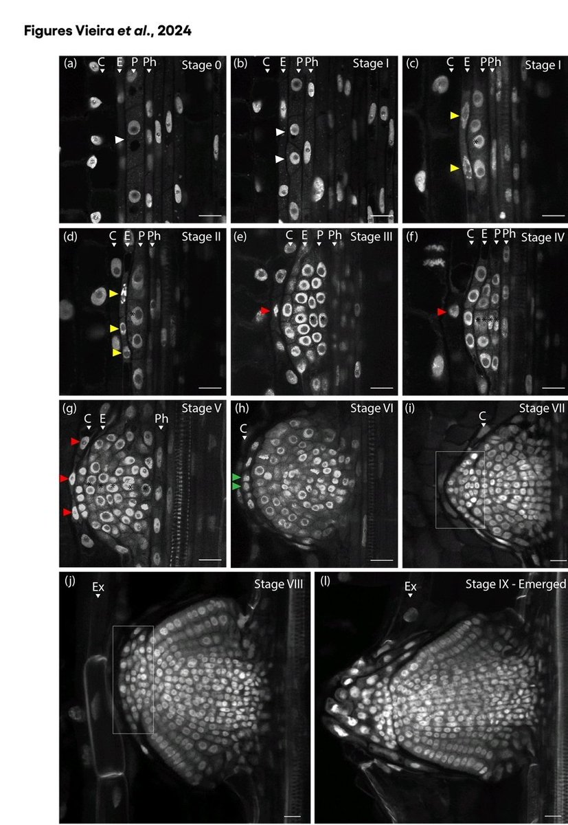 Alexey Kiryushkin (@alex_kiryushkin) on Twitter photo Cool study by <a href="/CrisBrachy/">Cristovao Teixeira</a>, <a href="/oconnord/">Devin O'Connor</a>, <a href="/hardtke_lab/">Hardtke Lab 🇨🇭</a>, and @Vermeer_Lab et al.
Congrats to all involved!
#Brachypodium #lateralroot
Btw we need more such studies!
Previous ones were on lupin (<a href="/PeretLab/">Peret lab</a>; shorturl.at/hBHJP) and tomato (<a href="/bradylabs/">Brady Lab</a>; shorturl.at/htzPT). Cool study by <a href="/CrisBrachy/">Cristovao Teixeira</a>, <a href="/oconnord/">Devin O'Connor</a>, <a href="/hardtke_lab/">Hardtke Lab 🇨🇭</a>, and @Vermeer_Lab et al.
Congrats to all involved!
#Brachypodium #lateralroot
Btw we need more such studies!
Previous ones were on lupin (<a href="/PeretLab/">Peret lab</a>; shorturl.at/hBHJP) and tomato (<a href="/bradylabs/">Brady Lab</a>; shorturl.at/htzPT).