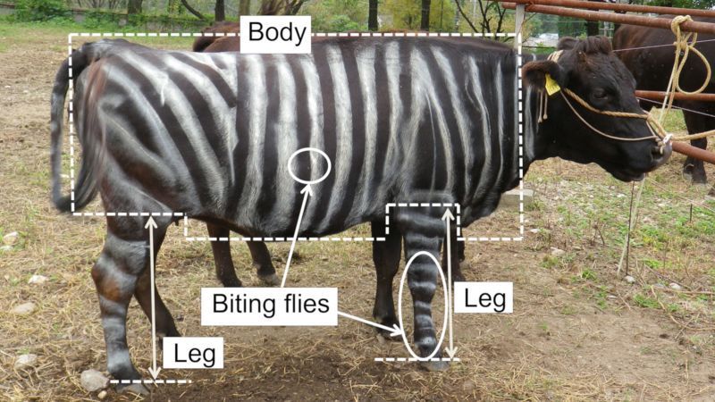 To combat horseflies and other insects, whose bites bother cows, Japanese researchers have invented a technique consisting of placing stripes on the skin of cows. A surprising method that seems to work. buff.ly/3xeM4M4