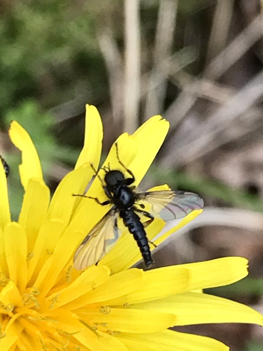 A lot of grey skies & dull days about again but the dandelions are appearing more and more like little dots of sunshine in the verges and field margins #WildWebsWednesday #dandelions