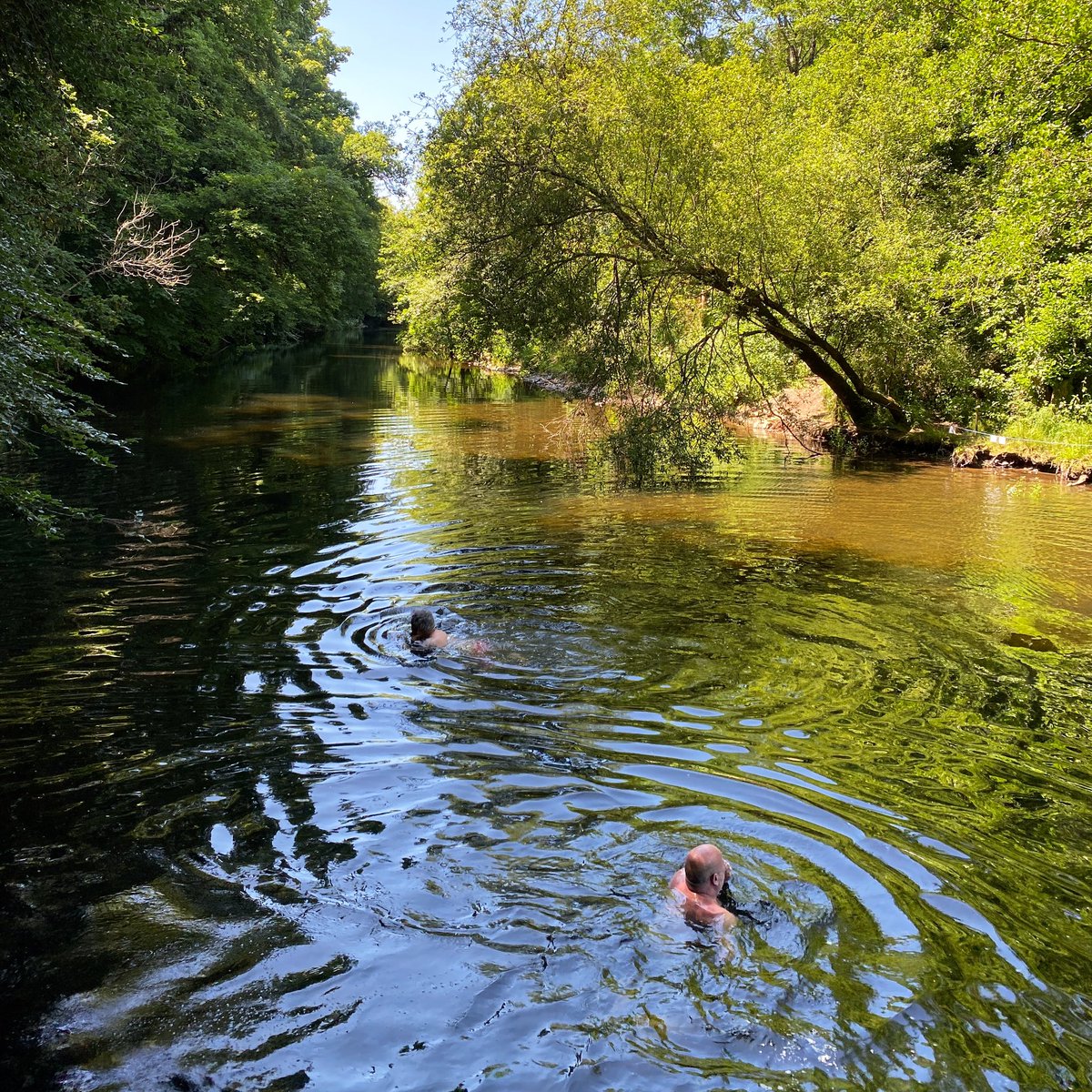 The River Dart at Dartington - about half way along its course from source to sea… come and join @m_newbury and I for an evening of swimming stories celebrating the Dart @SharphamWines 18/4 eventbrite.co.uk/e/the-river-da…