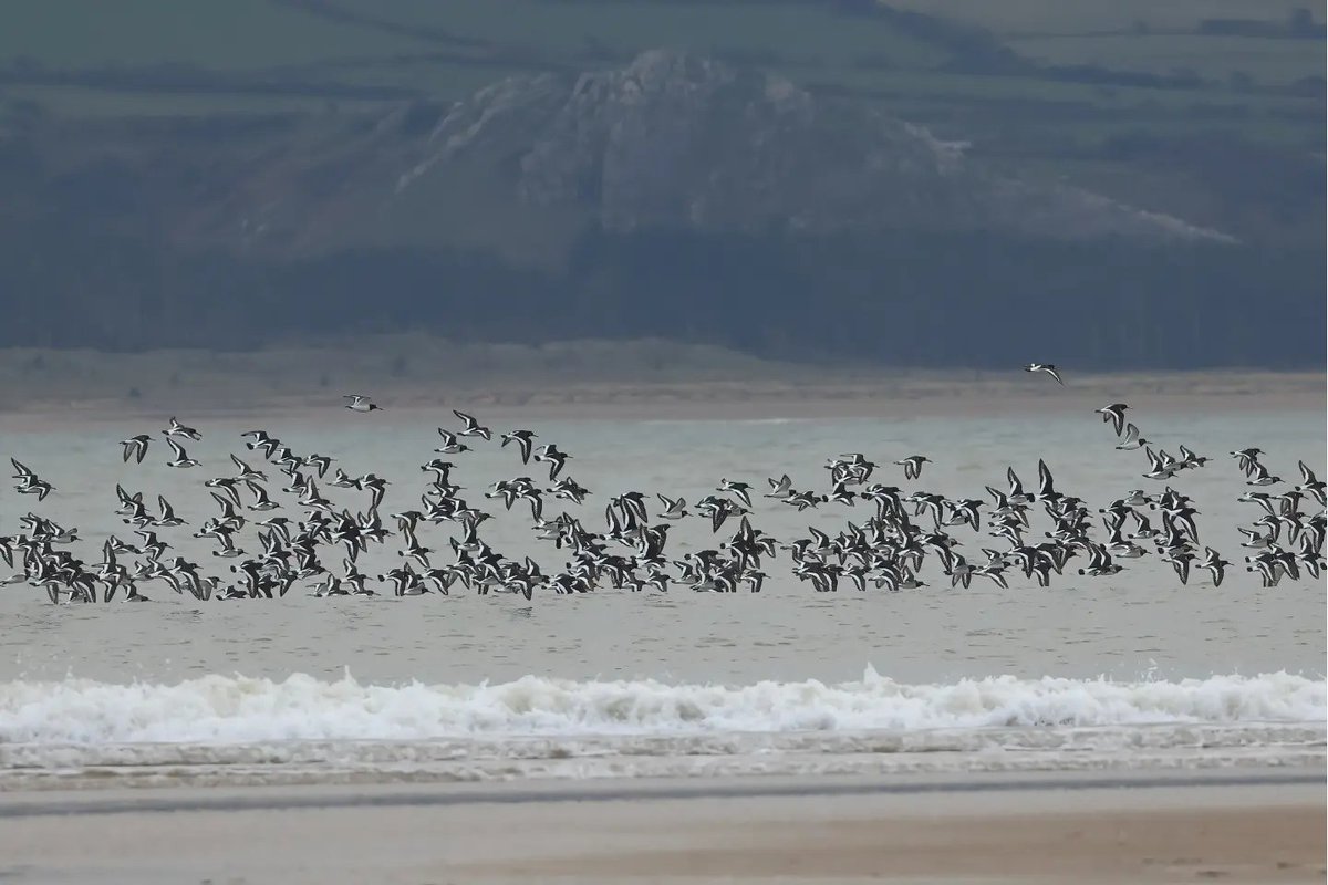 Oystercatchers #pembreyharbour