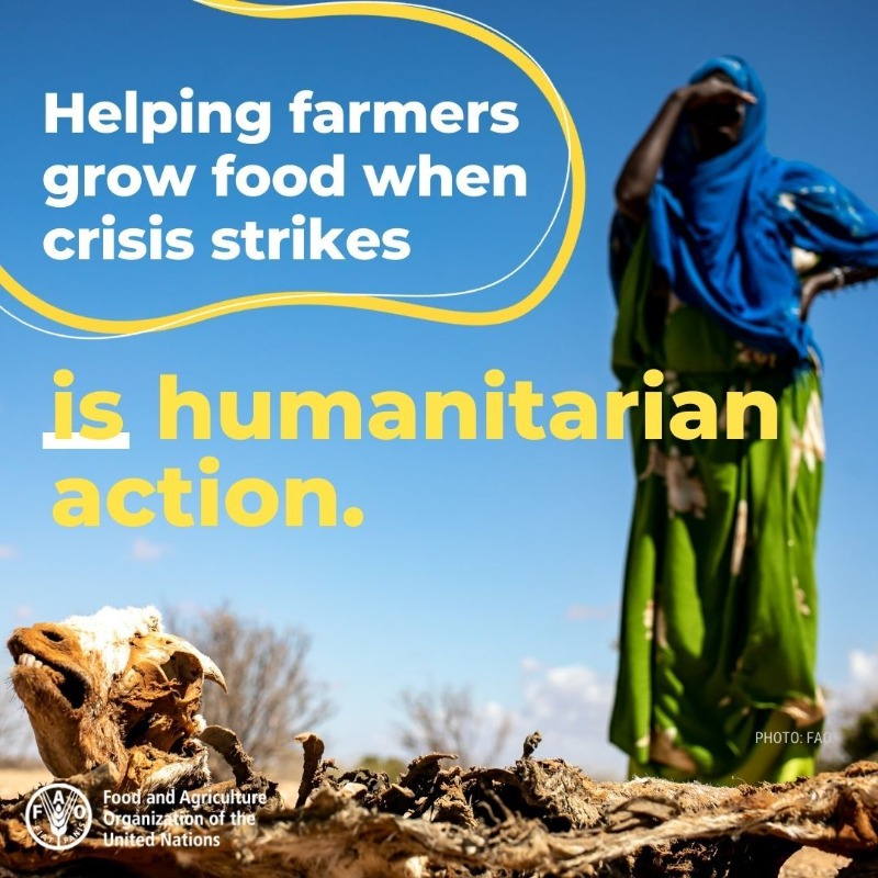 Farmers face an onslaught of shocks – conflicts, #ClimateChange, disasters, pests and diseases. @FAO is helping them to manage these risks, anticipate crises, prevent deteriorations and lay the pathway for resilience. bit.ly/3pjLs0r #AgricultureCan #FightFoodCrises