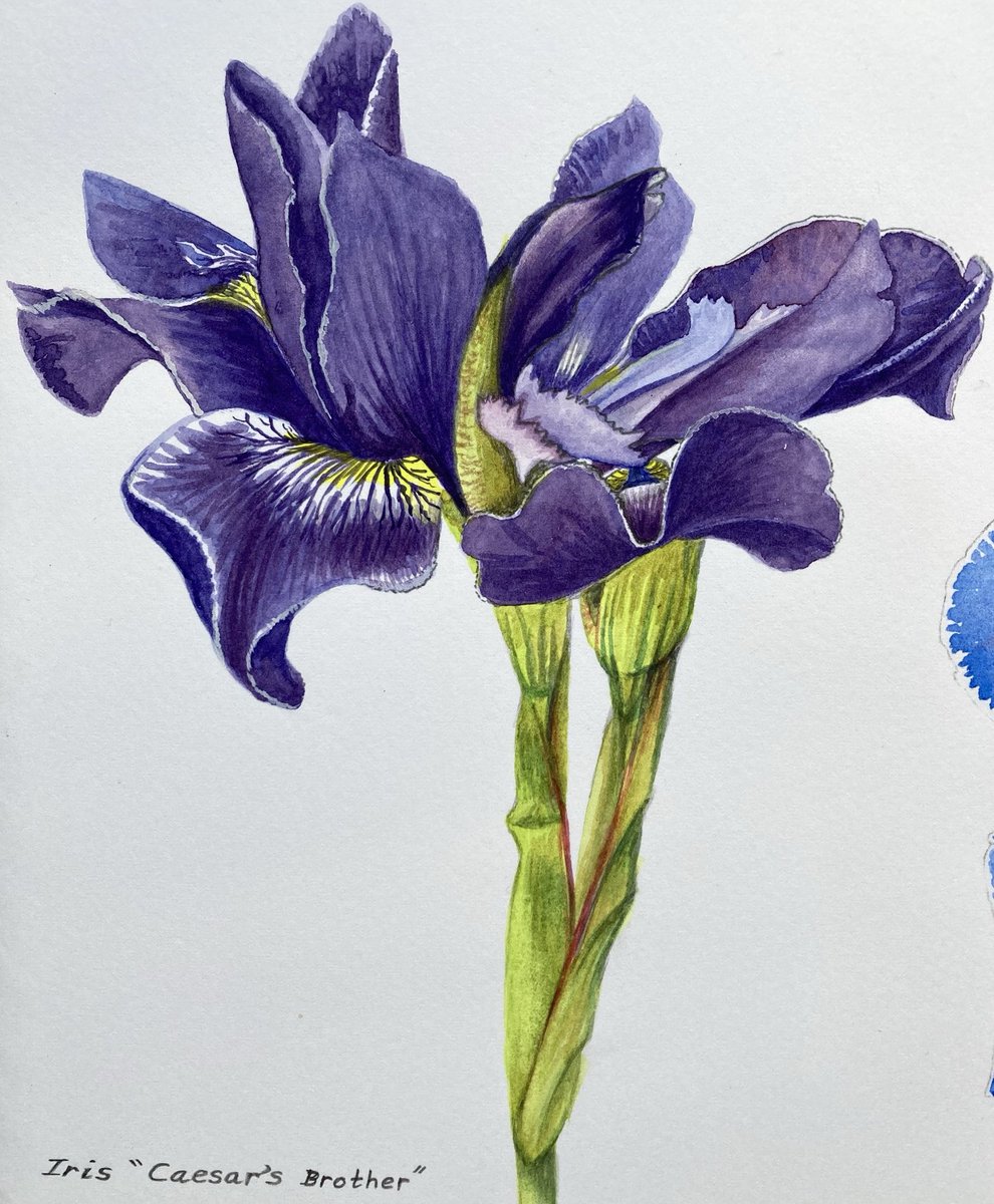 Iris “ Caesar’s Brother “ Watercolour in sketchbook #flowers #plants #iris #artist #Wednesday #artistonX #artistsoninstagram