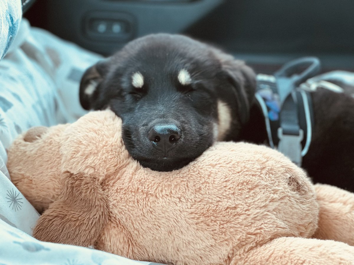 trail_pup's tweet photo. @Phil_Sledge A ruff life https://t.co/Y81uFs0WTH