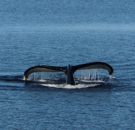 Happywhale.com is the #SouthAtlantic’s foremost #whale id platform -fun for individuals & important for researchers. Upload your whale photographs to see if your whale has been seen before, and if so when and where. Image: Humpback Whale fluke by Jackie Lover #SGHT