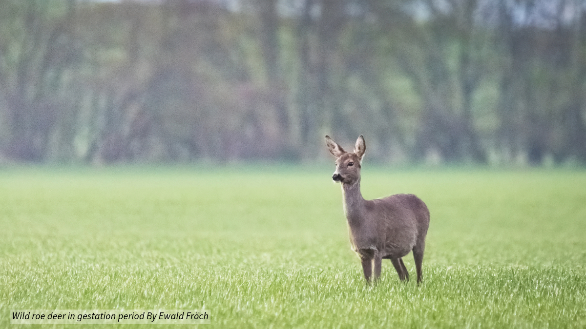 Spring is here and the roe deer are getting ready for the next generation! Keep an eye out for signs of impending young in females and clean antlers on males. #RoeDeer #WildlifeWatch  #SpringTime #OutdoorAdventures #AnimalBehavior #NatureObservation #NatureAwareness