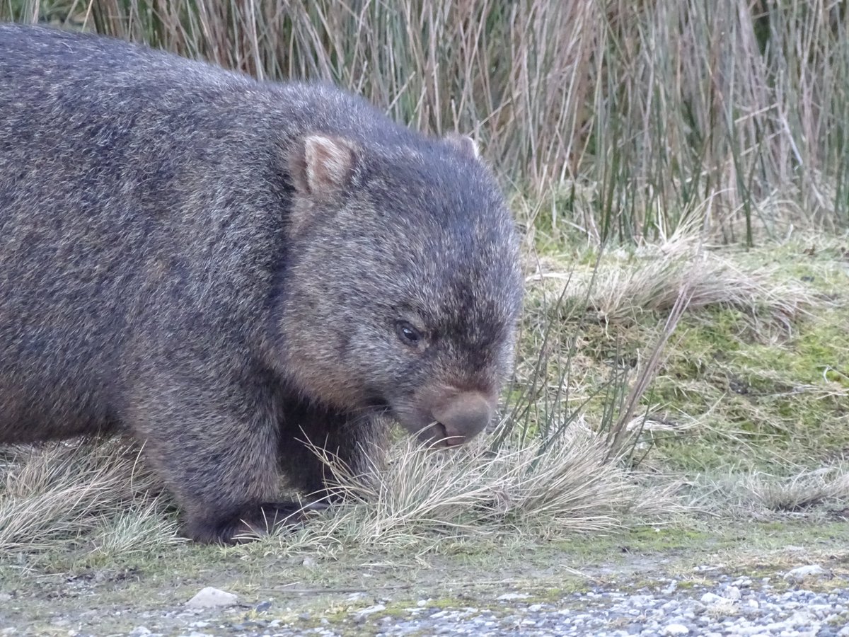 Very occasionally, you come across a #wombat that just looks mean. #MortalWombat #WombatWednesday #fieldwork #Tasmania #MammalWatching #WildOz #wombats