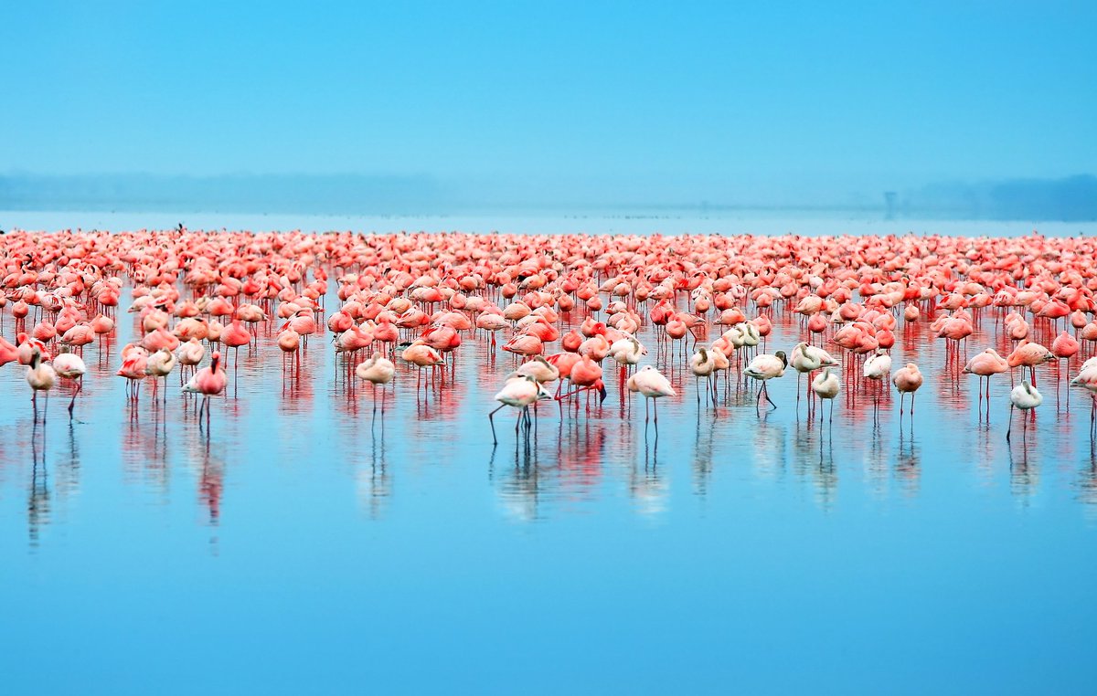 Sights and sounds
Flamingos at lake Nakuru.

#wildlifephotos #wildlifesafari #africaamazing #discoverafrica #Safari #Travel #Safariguide