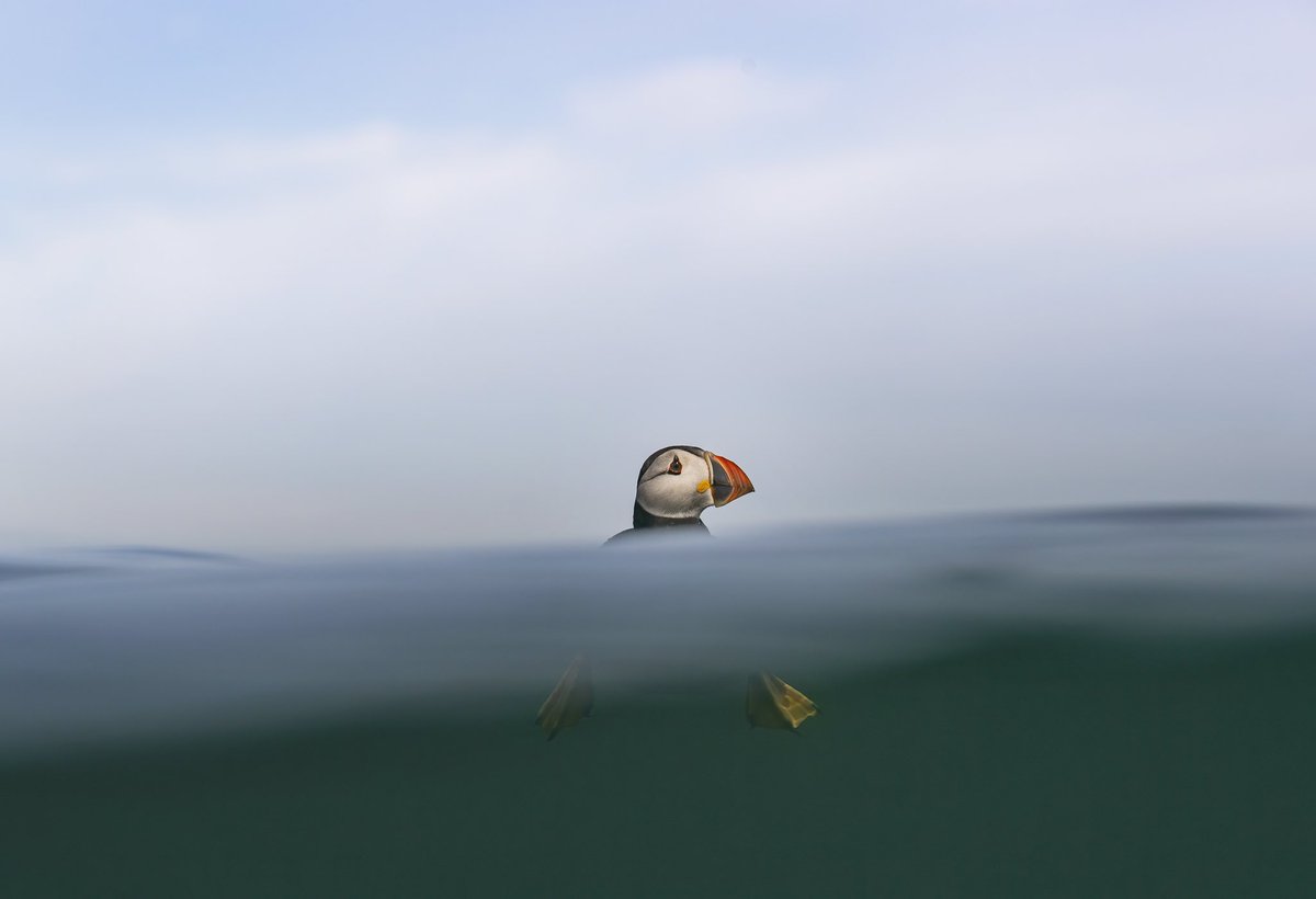 Just floating around with my feet dangling through a wave 🌊 #puffin @nationaltrust bobbing around the Farne islands in Northumberland open to visitors again (and 100,000 puffins)