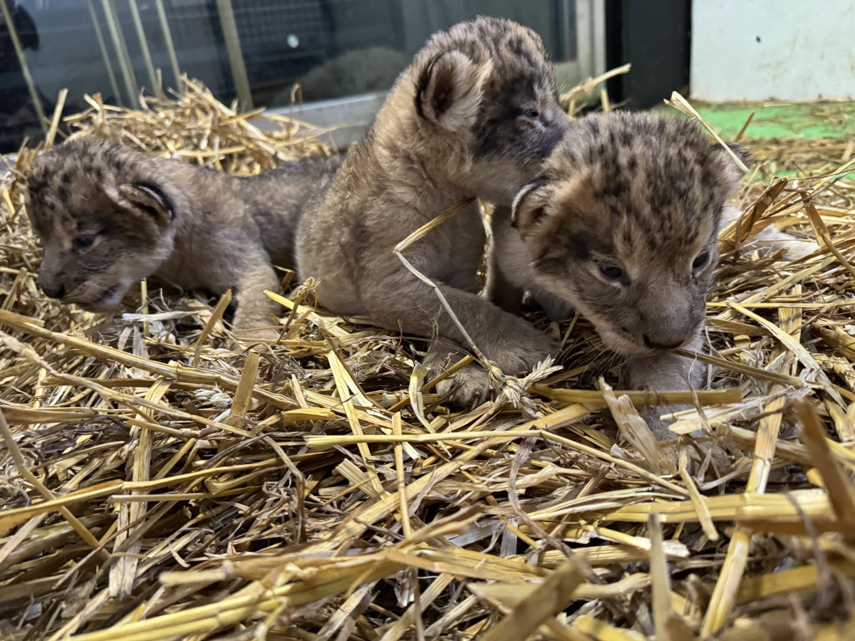 ご報告】 ライオンに3つ子ちゃん誕生！ 3月21日にライリーの赤ちゃんが