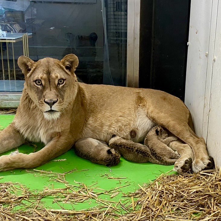 ご報告】 ライオンに3つ子ちゃん誕生！ 3月21日にライリーの赤ちゃんが