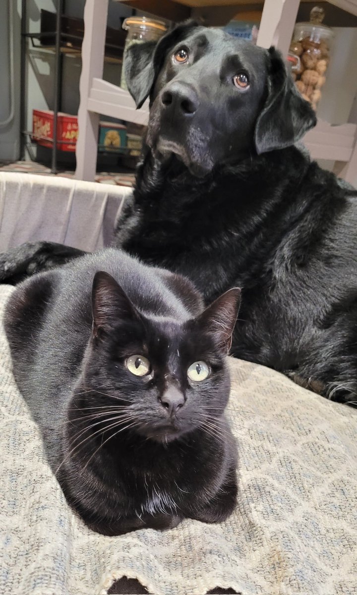 Btw, this is a little art of my own pet ✨