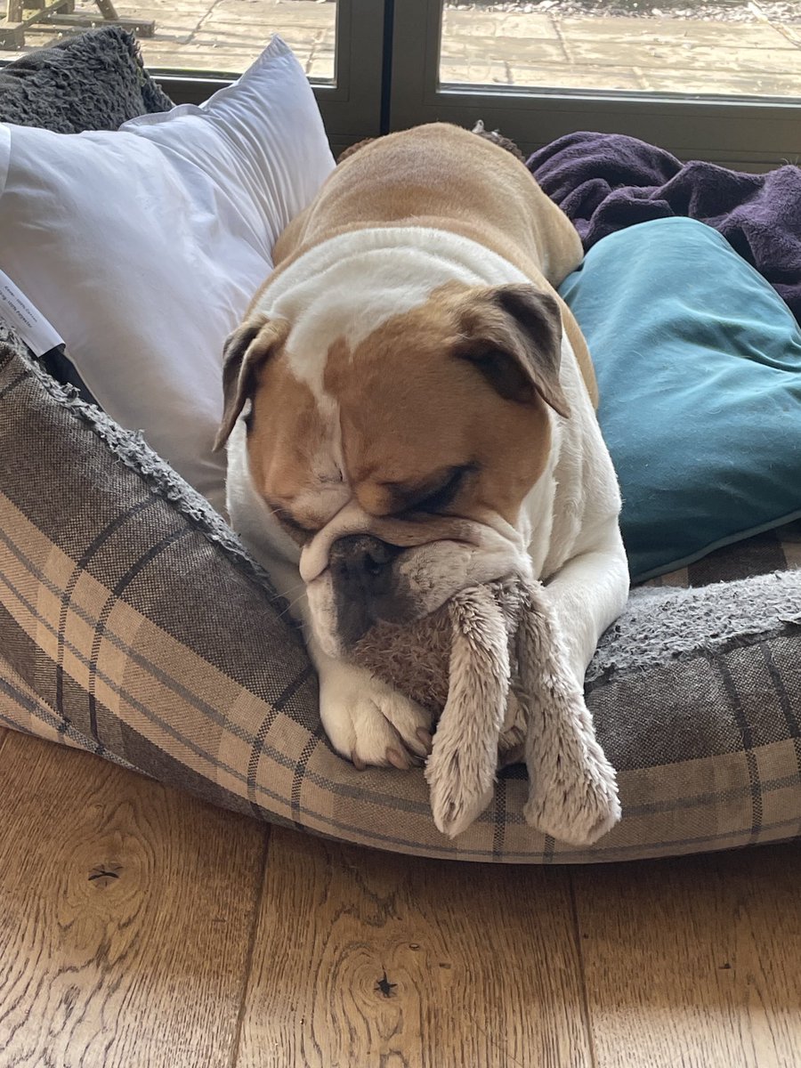 All a bulldog needs is a teddy…