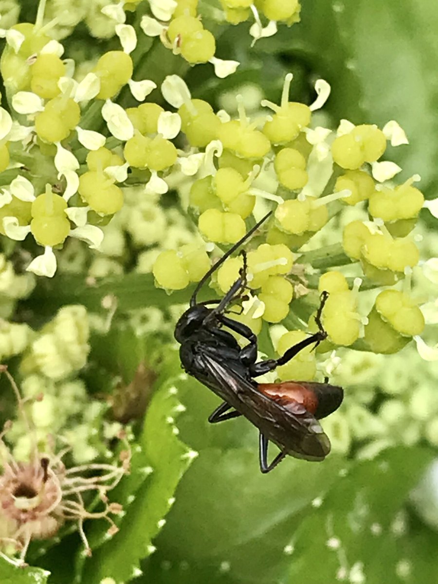 Trying to get a photo of a brimstone butterfly, but it was camera shy. I did then notice this bug ( is it some form of Ichneumon wasp?) busy on the alexander #WildWebsWednesday