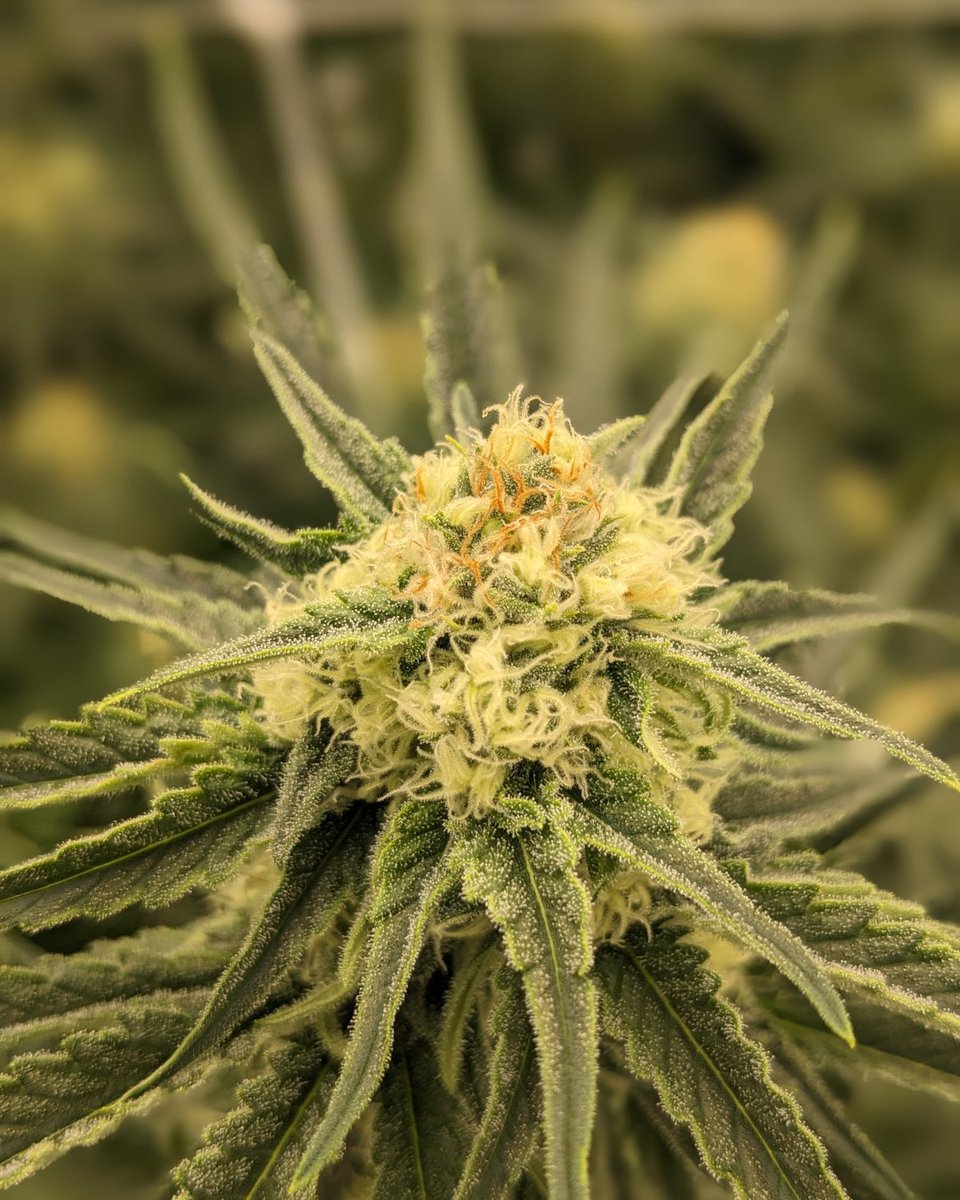 Hump day got you feeling like a wilted plant? Not here at Hamilton Farms! Our plants are thriving and so are we!