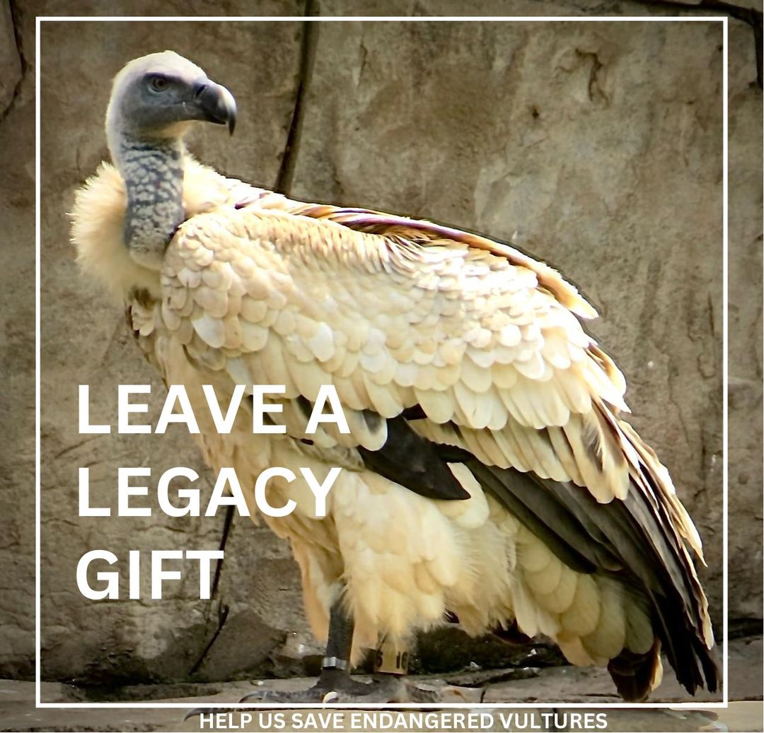 WeLoveVultures's tweet photo. Why consider leaving a lasting impact for VulPro? 

Go to kerri@vulpro.com for more information.

#VulPro #charity #leavealegacy#endangeredspecies #animalcharity #rescue#backtothewild #protectwildlife#conservation #helpconservation #nature https://t.co/t1uiCkRtm6