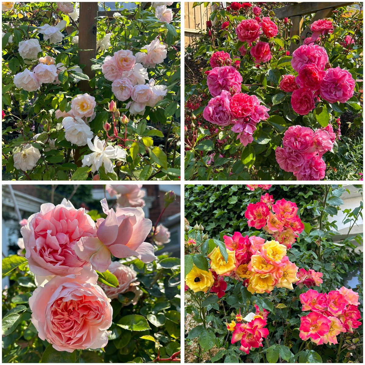 Because I’m lucky to have the space I’ve been able to fill the garden with Roses. I love them all but the pride of my collection are the climbers and this is my favourite collage from last summer. Have a great #RoseWednesday everyone #GardeningTwitter #MyGarden
