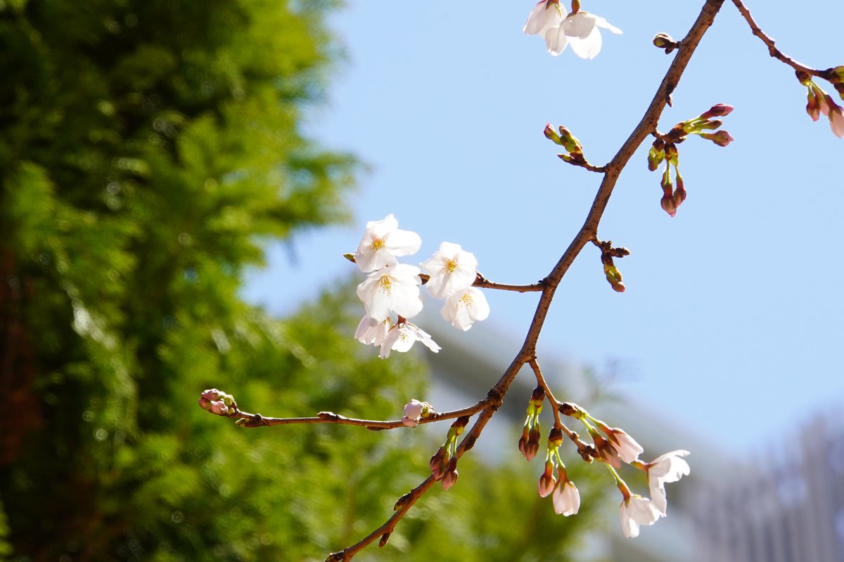 柏の葉キャンパス駅前の桜が咲き始めました。 #柏の葉　#さくら　#サクラ　#風景写真　#photo　#キリトリセカイ