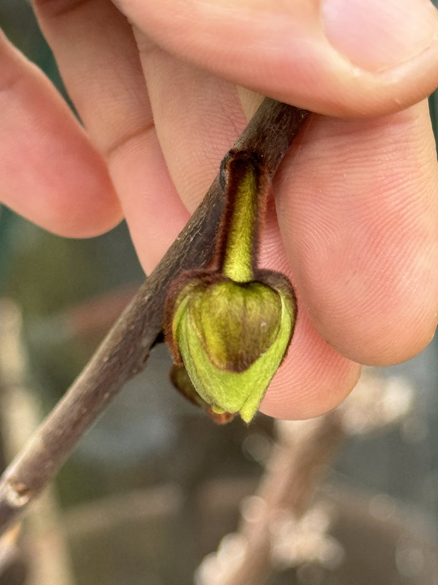 Guess the flower? Hint: it’s a fruit, and it’s growing in my garden😋 #GardeningX #GardensHour #allotment