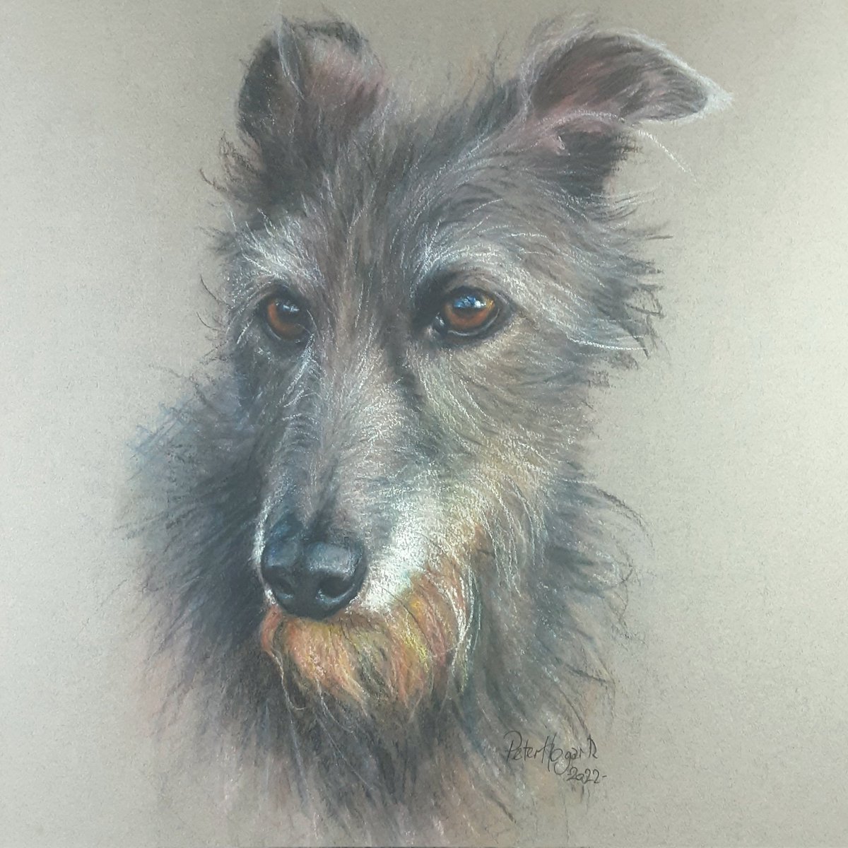 A portrait of a Scottish Deerhound to greet you today.  I painted this handsome and hairy dog in 2022. -soft pastels on Canson Mi Teintes paper 😊