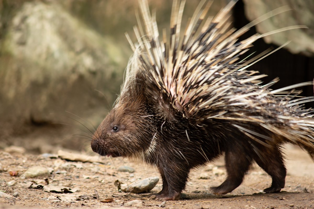 Why do porcupines have quills? Porcupines have quills as their evolutionary defense mechanism against predators and threats. The presence of quills on its skin primarily deters a predator from touching and physically harming the porcupine.