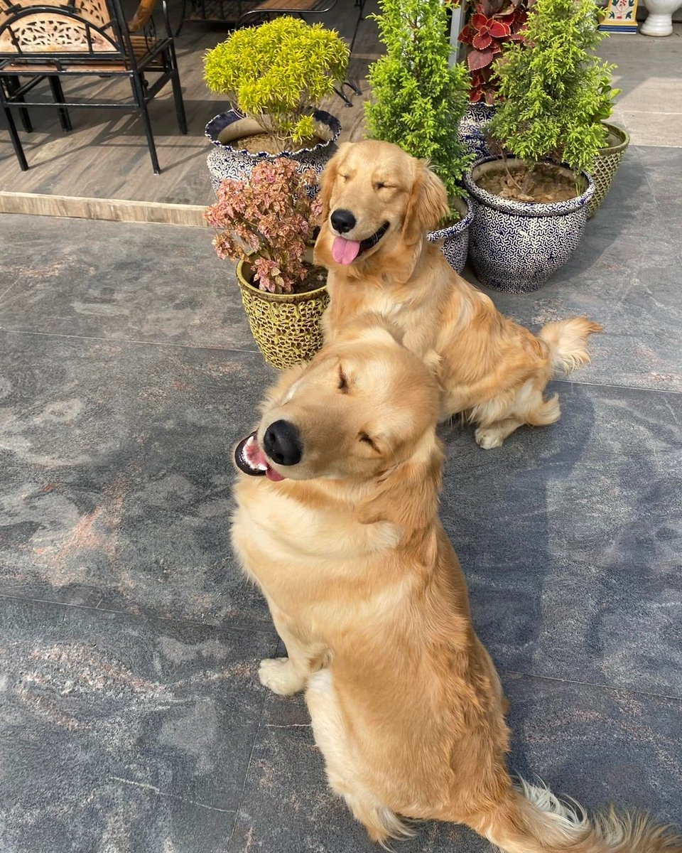 everyfamilyhas1's tweet image. Let&apos;s celebrate the joy of watching a dog learn new tricks. #LearningTricks #SmartPup