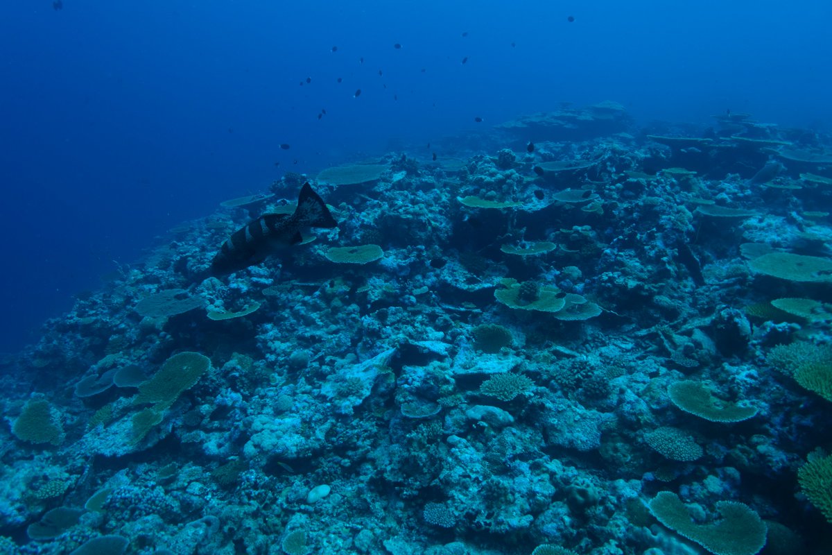 Out today📢: Recurrent warming during the 3rd global bleaching event in 2015-2017 showed varied effects on communities across depth gradients within shallow coral reefs (&lt;30m) 🪸
Open access: doi.org/10.1098/rsos.2…
#coral #reefs #depth #remotereefs #oceanwarming