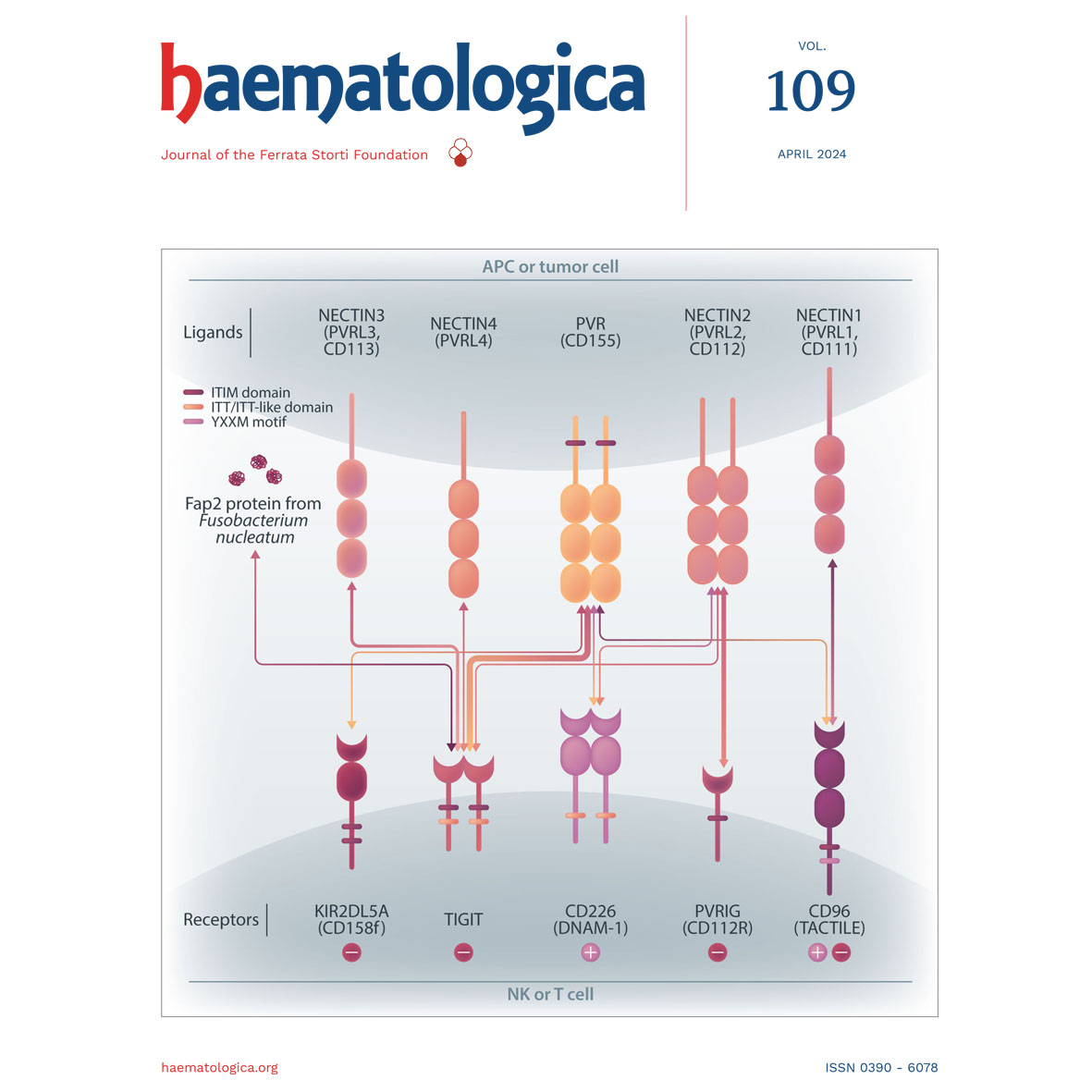 April 2024 issue is available online. See and download for free the Haematologica Digital Edition! haematologica.org/preview/digita…