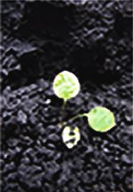 jpaubrunet's tweet photo. Les mitochondries, organites ou bactéries ?
par Marc-André Selosse
@ms_MedSci 
https://t.co/j6ONSIyv0j https://t.co/y8VMvZ1txG