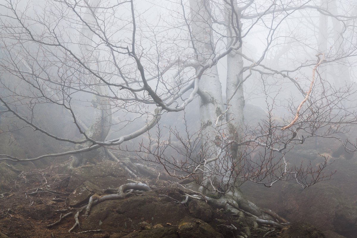 martas_'s tweet photo. Submerged in Fog https://t.co/BuseYcdEN4