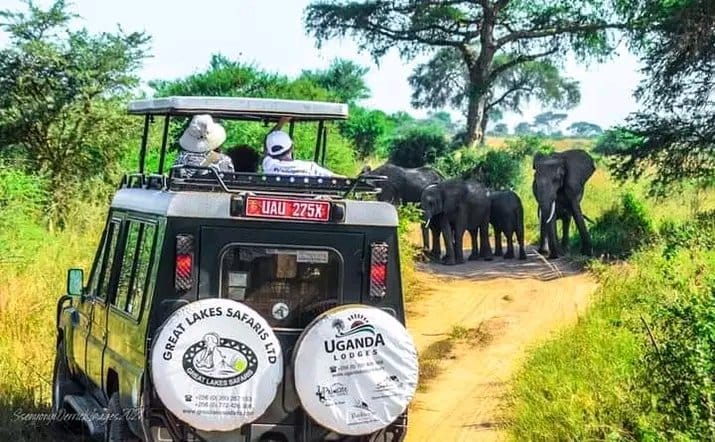 Embark on a wild adventure with us🚙🐘 Witness the majestic beauty of elephants up close. Your safari experience awaits. Book now and let the journey begin.
 #WildlifeSafari #AdventureAwaits #greatlakessafaris