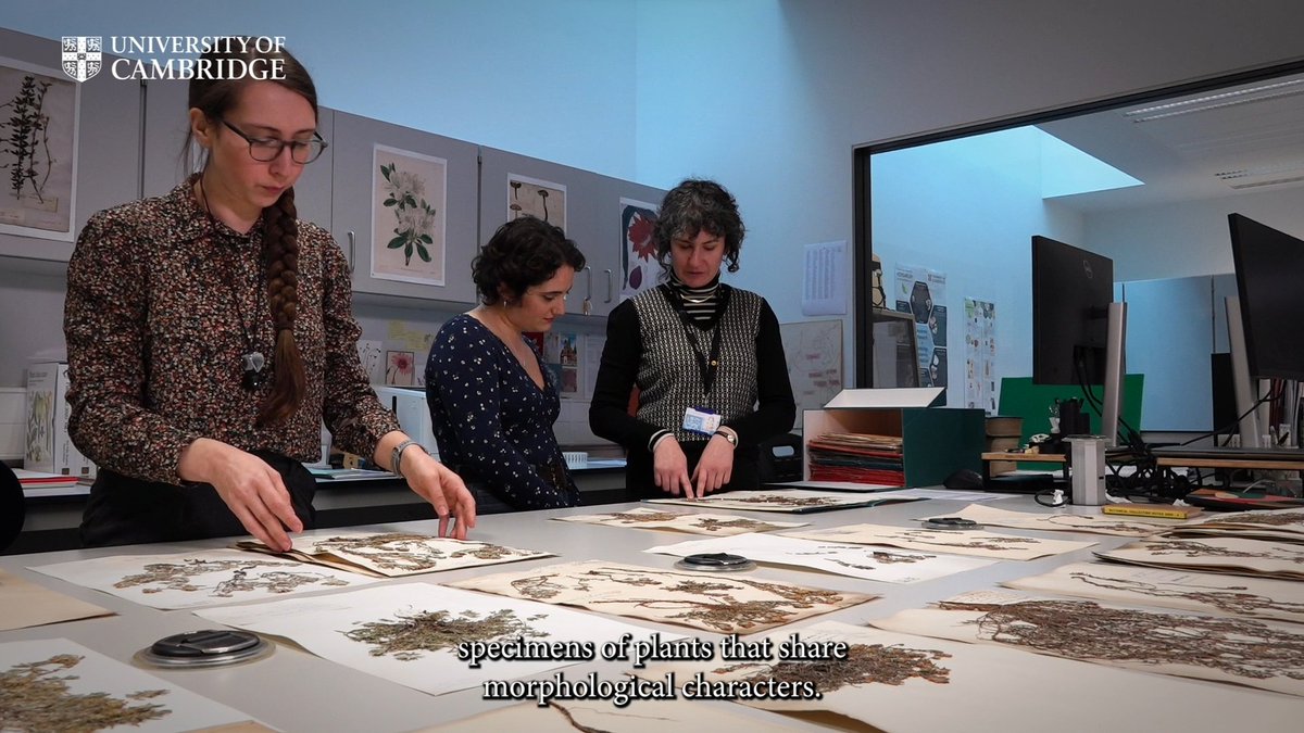 Have you watched the new @CUHerb Cambridge University Herbarium videos; what a herbarium is, how we prepare specimens & how plants get their scientific name. Produced with the support of The Cambridge Philosophical Society for the @Cambridge_Fest 2024. Watch now:…