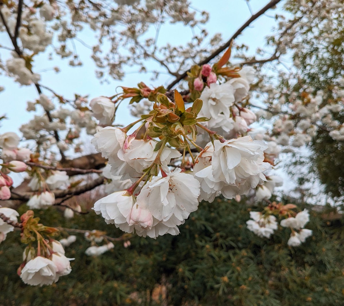 Good morning! The gardens, nursery and tea room are open for the 2024 season from 10am today :-) Opening hours 10-5 Wed-Sat (So yes, we're closed Easter Sunday and Monday) Free garden entry this week as it's a bit early yet. But Prunus 'Shirotae' is worth seeing on its own..