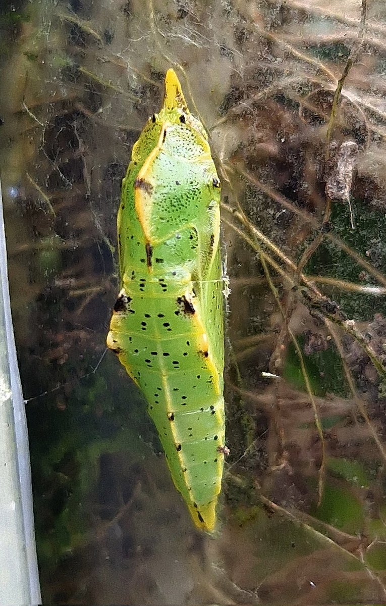 Apart from lots of rocket, here's the only thing growing in my #Somerset #garden greenhouse, a brilliantly bright small white (I think) #butterfly pupa to brighten a soggy day! 🦋💚 #butterflies #nature #wildlife @BCSomerset