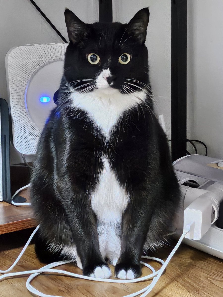 우리집 고냥이는 젤 위에 단추만 잠그고 다니는데