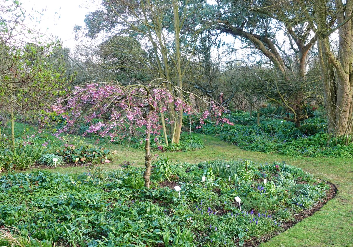 22 garden opening in Kent in April for the National Garden Scheme! Wow! We are getting our diaries out and planning a fabulous visiting month. Cobham Hall and Copton Ash open 1 April findagarden.ngs.org.uk/garden-list?se…
