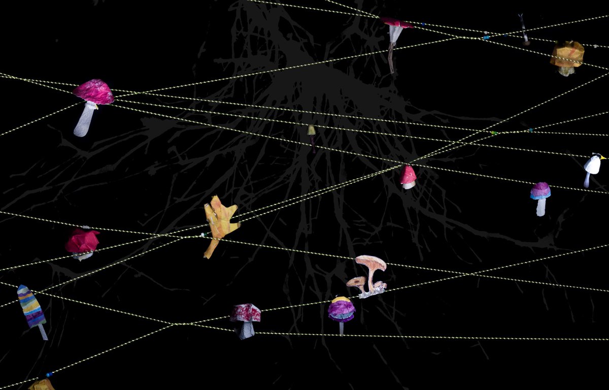 In our last #PlanetPKChampions session we made this fungi web to explore the hidden world of mycelium! Mycelium connects most of the plants and fungi in the world, using tiny communicative threads that can send and receive information, food and resources. #PlanetPK