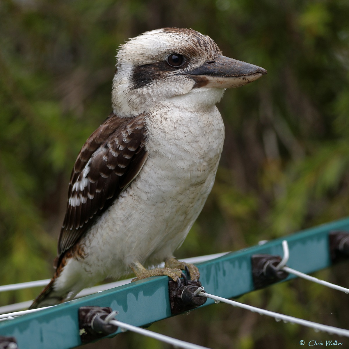 Laughing kookaburra visiting us in Cleveland, recently. #kookaburra #birdphotography #Queensland